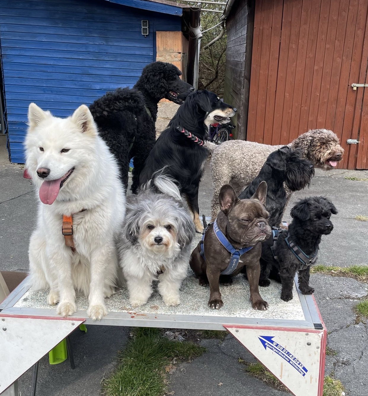 Besuchshunde Impression 1